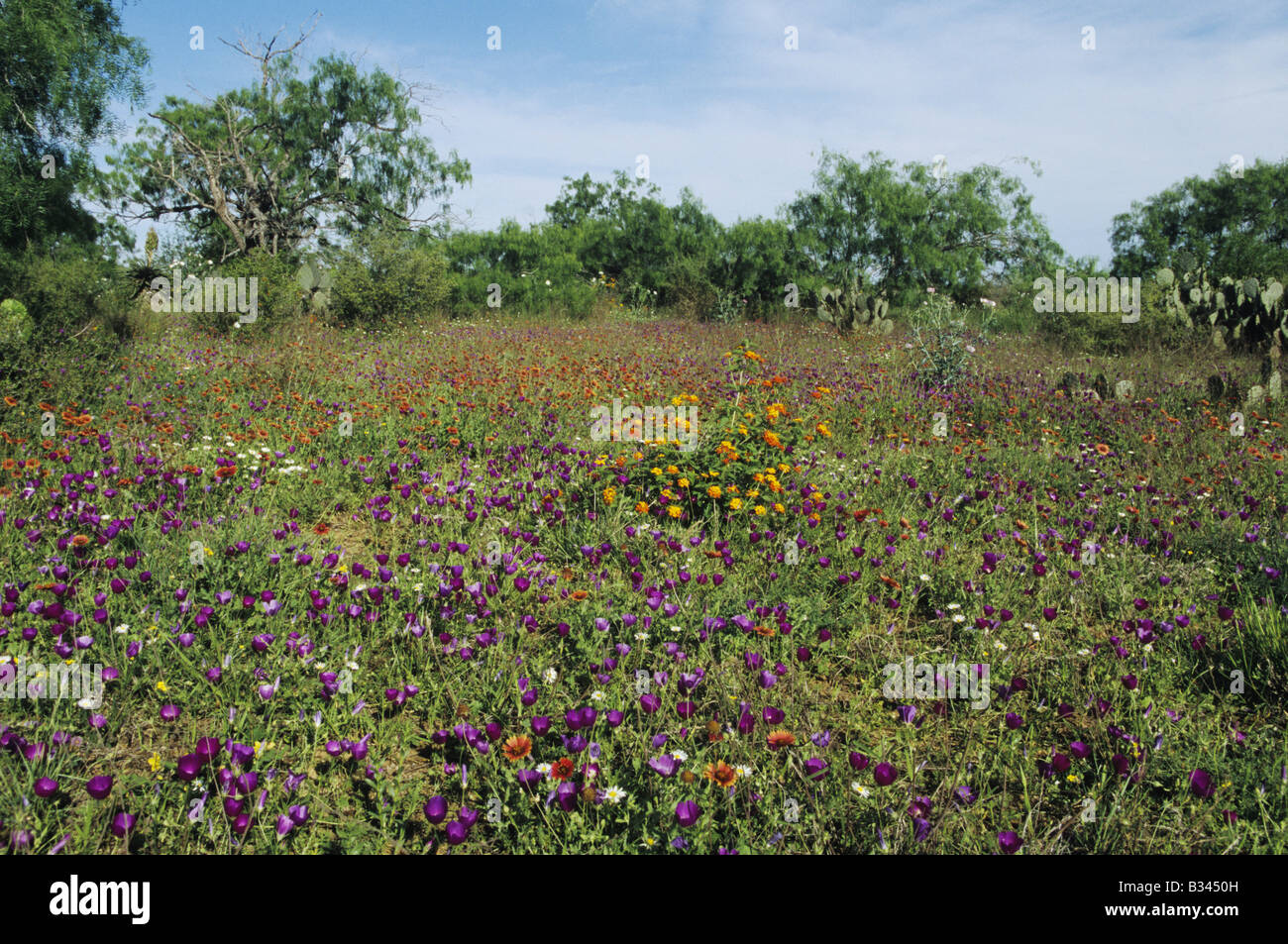 Wildflower field with Wine Cup Callirhoe involucrata Starr County Rio Grande Valley Texas USA Stock Photo