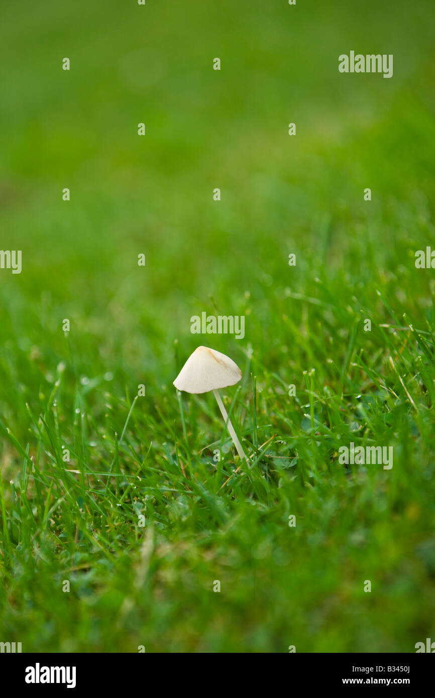 The Lawn Mower's Mushroom, Panaeolus foenisecii, growing in a yard of green grass. Stock Photo