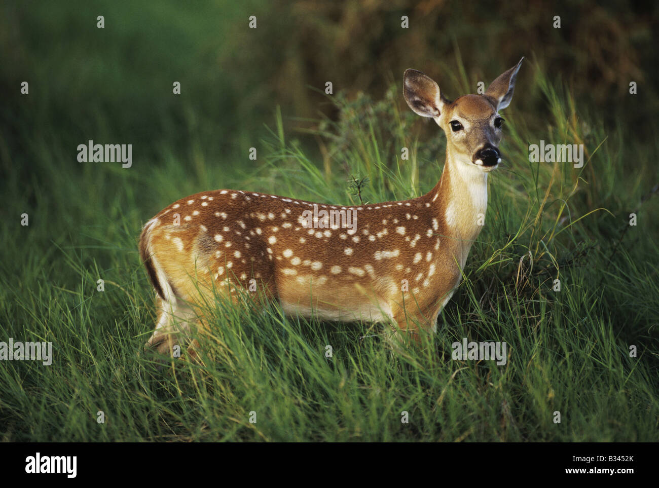 White-tailed Deer Odocoileus virginianus fawn in tall grass Starr County Rio Grande Valley Texas USA Stock Photo