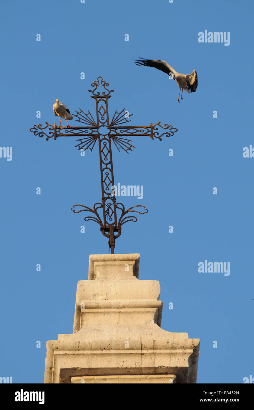 European White Storks CICONIA CICONIA alight and perch on cross above the Cathedral Catedral Valladolid Spain Stock Photo