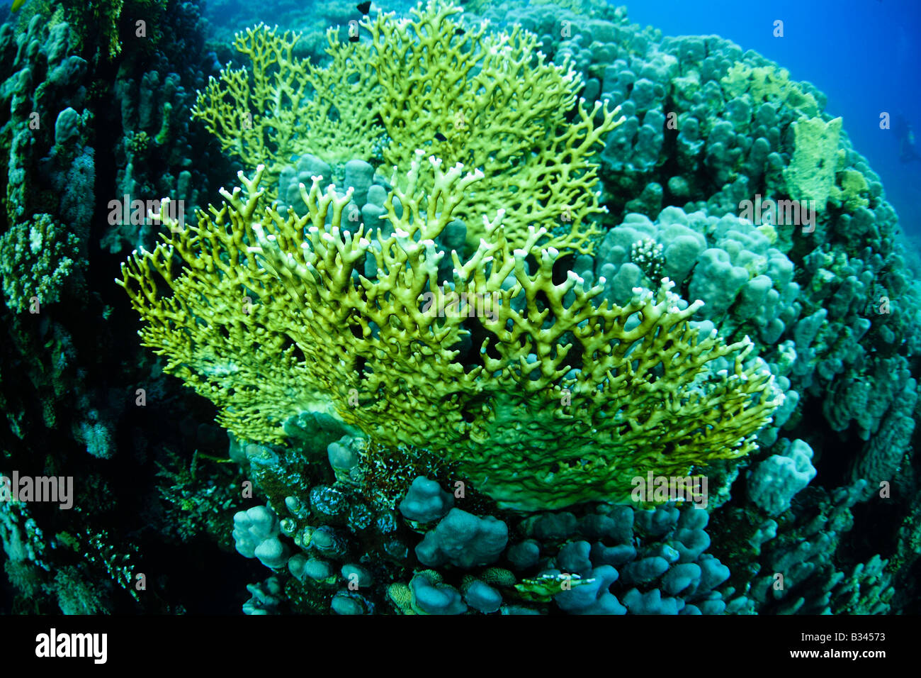 Sea Fan coral, Red Sea, Egypt Stock Photo