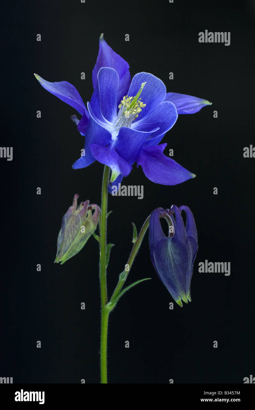 Blue Columbine Lily against dark background Stock Photo