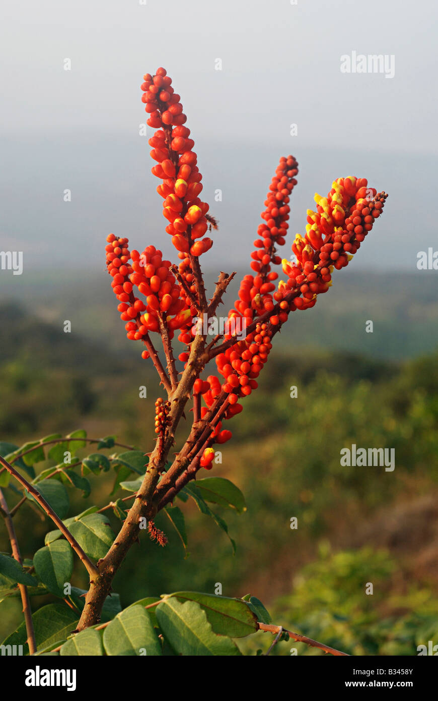 Wagatea spicata is a large spiny perennial climber found in Western Ghats. It has large marble-sized seeds. Moullava spicata Family: Caesalpiniaceae Stock Photo
