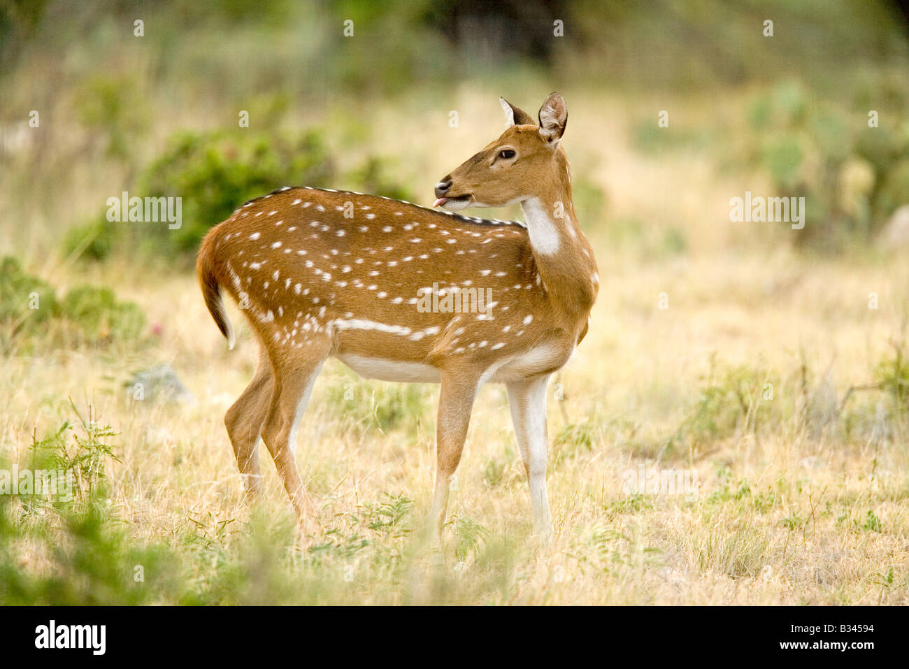 Axis Deer Cervus axis Ozona Texas United States 12 August Adult Female