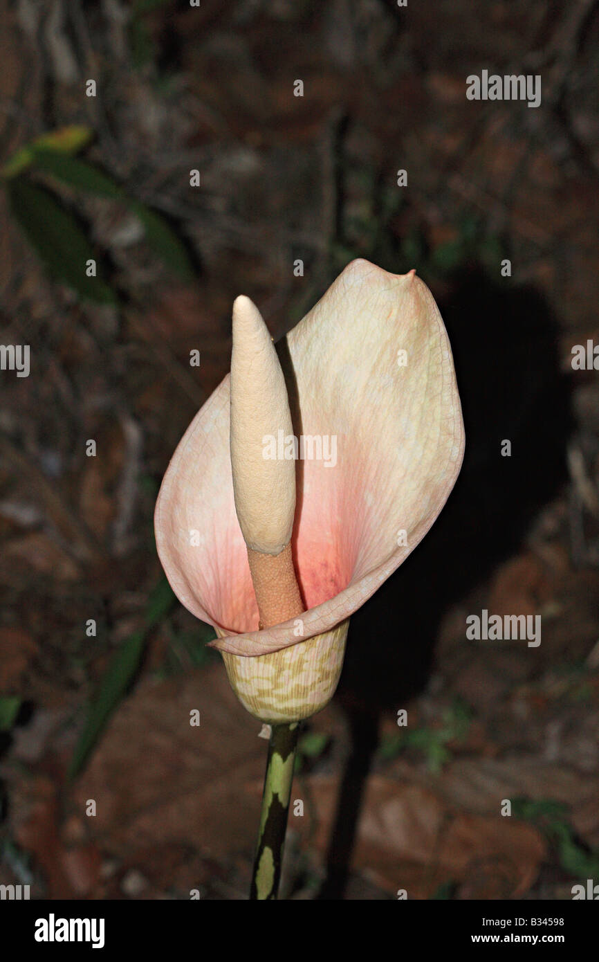 Ran Suran/ Voodoo lilly (Amorphophallus bulbifer) Stock Photo