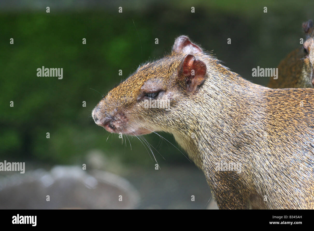 Tropical rodent hires stock photography and images Alamy