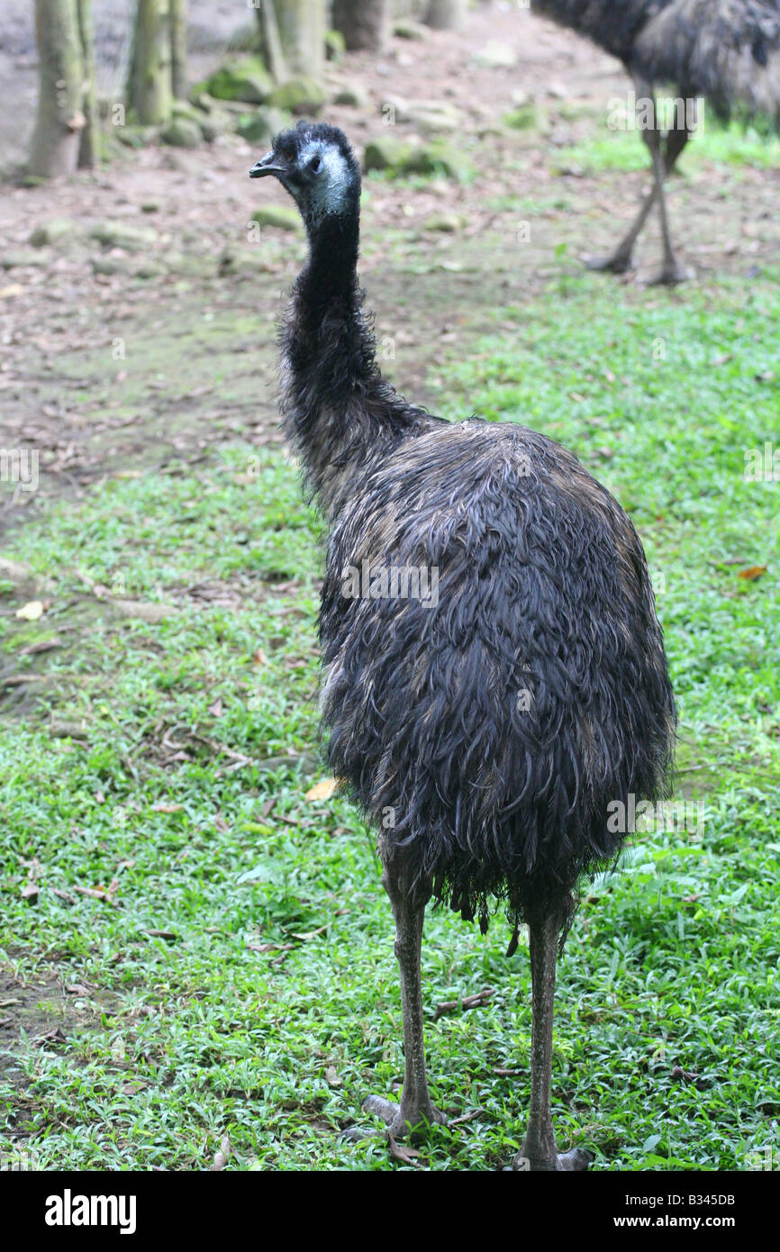 The Emu (Dromaius novaehollandiae) is a large australian bird. one is at zoo in the province of Panama Stock Photo Alamy