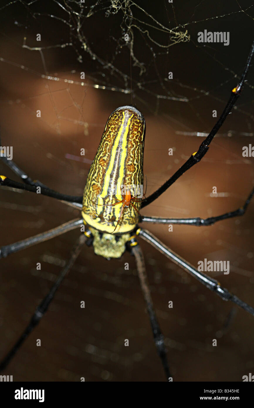 GIANT WOOD SPIDER Nephila philipes. Mating. Adult female is about 2-4 inches. Male grows to 10 mm and is reddish brown color Stock Photo