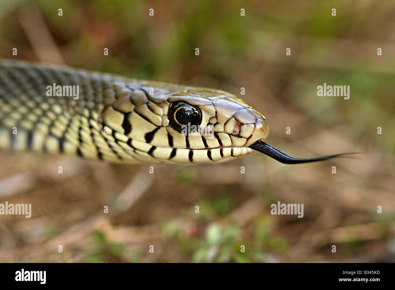 COMMOM RAT SNAKE . Ptyas mucosa. Non venomous Common Stock Photo - Alamy