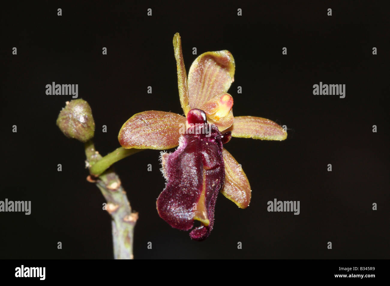 Bee orchid /Bharmari (Cottonia peduncularis) Stock Photo