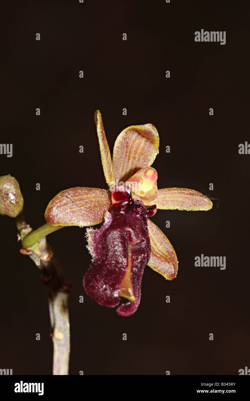 Bee orchid /Bharmari (Cottonia peduncularis) Stock Photo