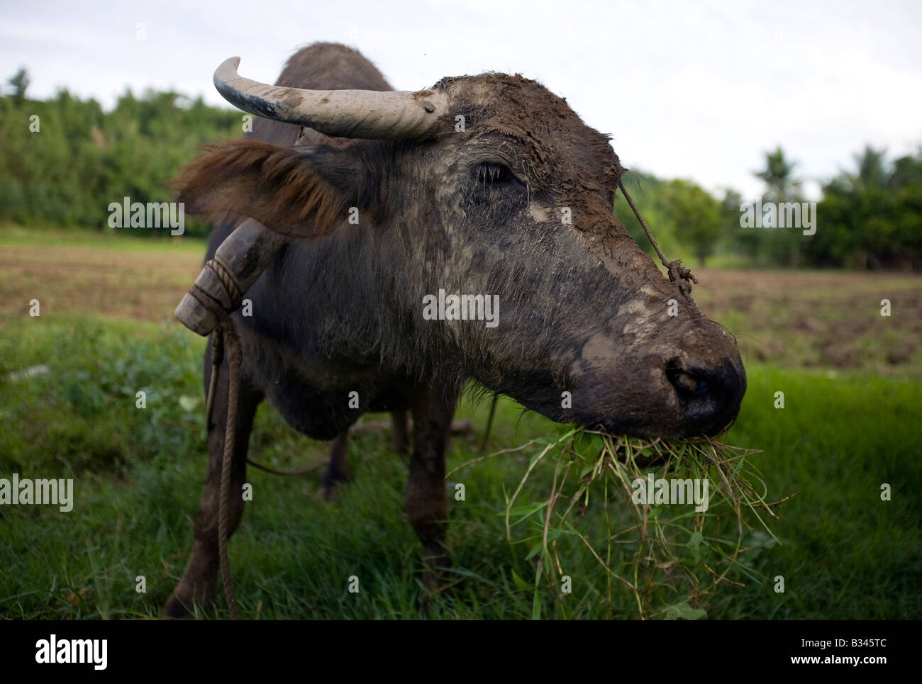 A carabao dines on grass after working a rice field near Mansalay, Oriental Mindoro, Philippines. Stock Photo