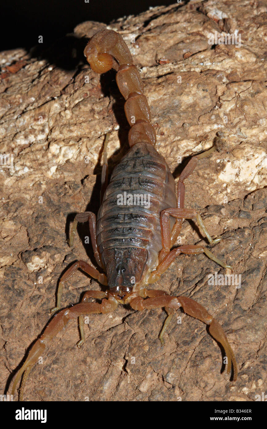 Hottentotta Tamulus, Family BUTHIDAE Indian Red scorpion, Common. One of the most venomous scorpion Stock Photo