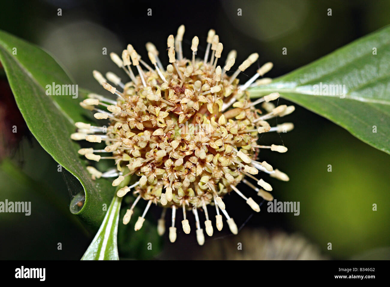 Kaim (Mitragyna parviflora) Stock Photo