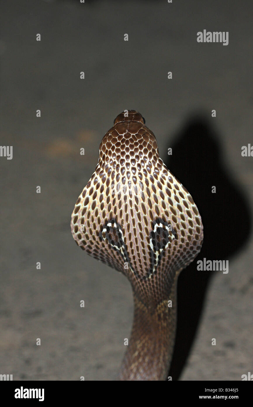 Naja naja indian cobra cobra hi-res stock photography and images