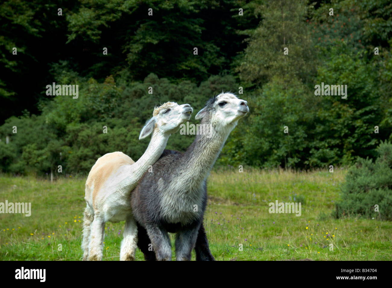 Two alpaca  spit fighting, Eyam, Derbyshire, England Stock Photo