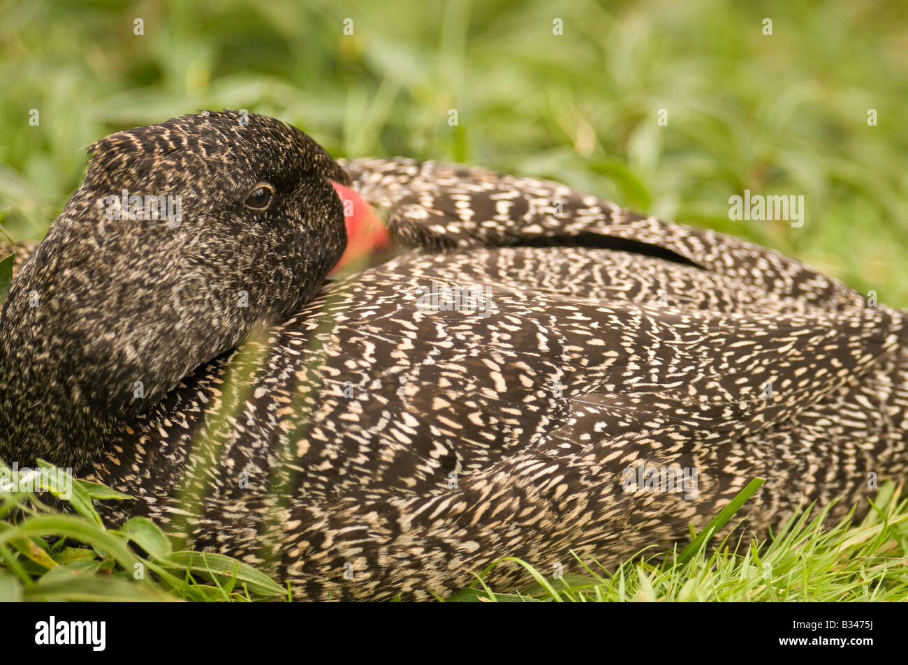 Freckled Duck Stictonetta naevosa resting at the waters edge.Uk Bird Reserve. Stock Photo