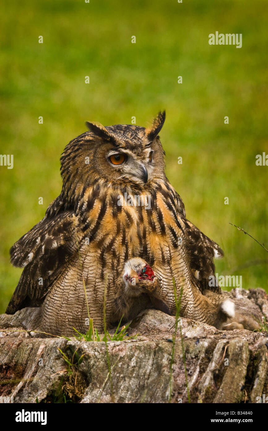 European eagle owl ( Bubo Bubo)with rabbit prey on a tree stump covered in blow flies Stock Photo