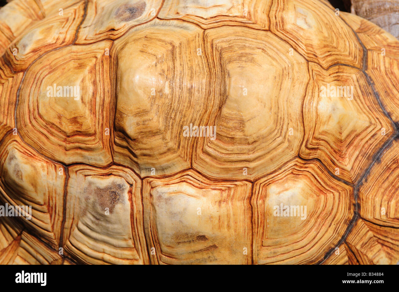 Turtle shell hi-res stock photography and images - Alamy
