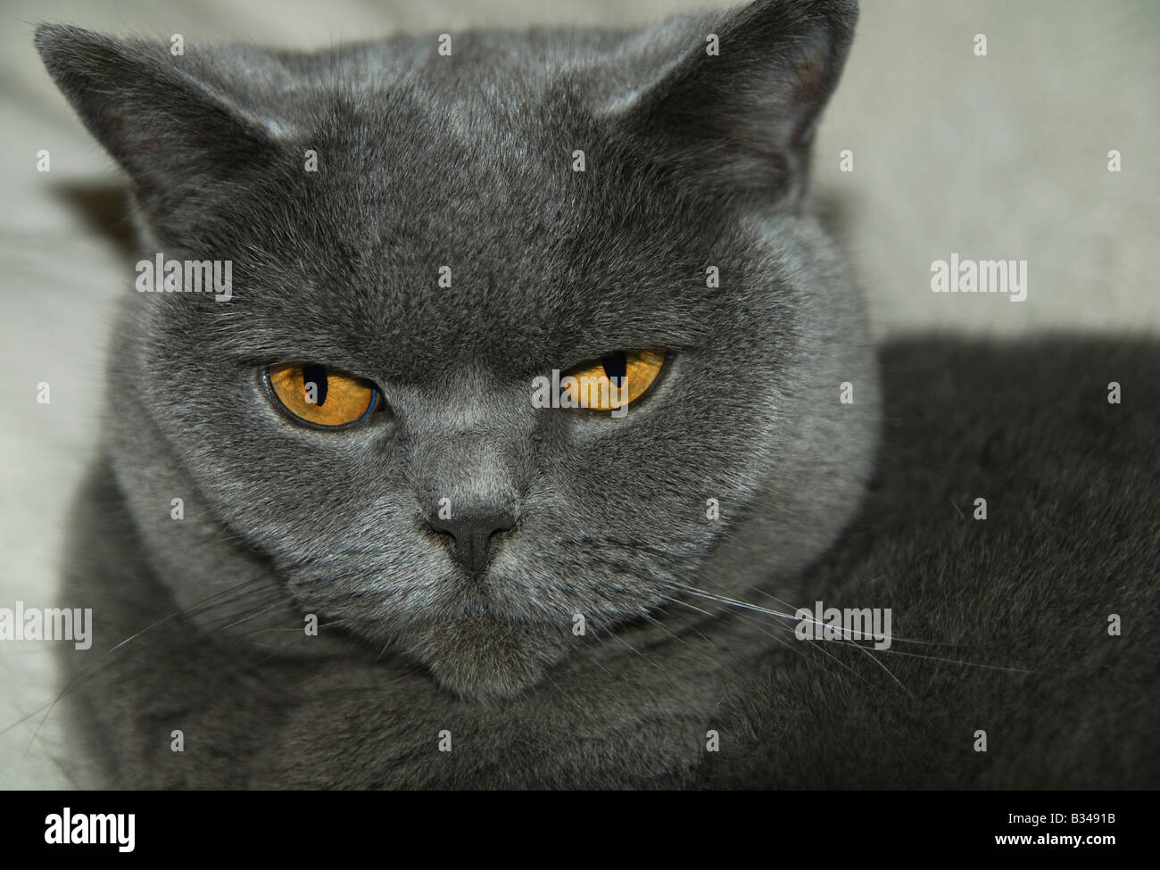 A British Blue Cat Stock Photo Alamy