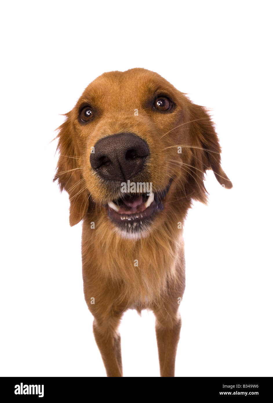 Golden Retriever dog isolated on white background Stock Photo