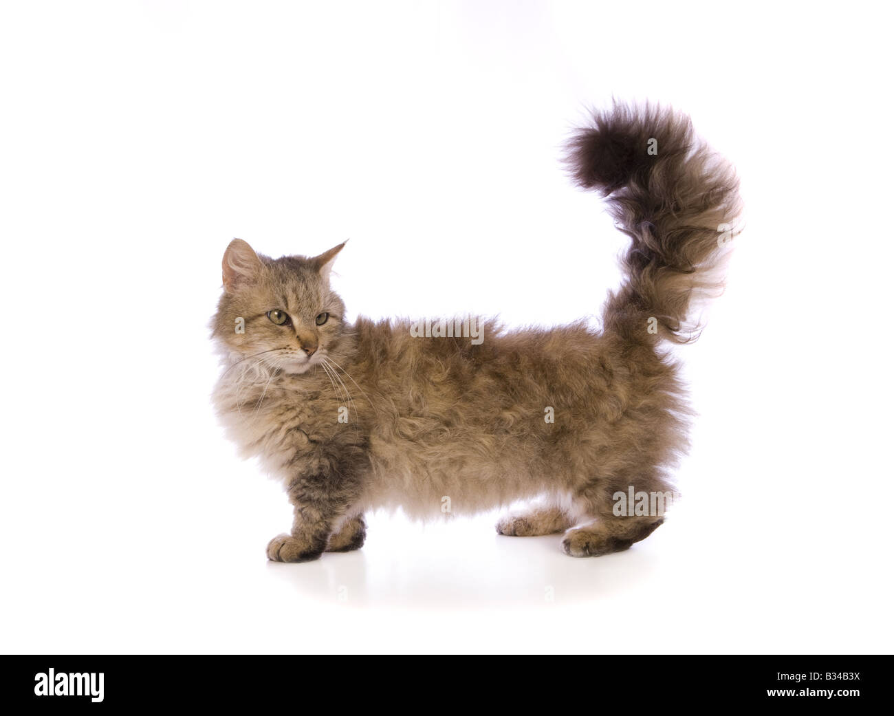 Skookum cat hi-res stock photography and images - Alamy