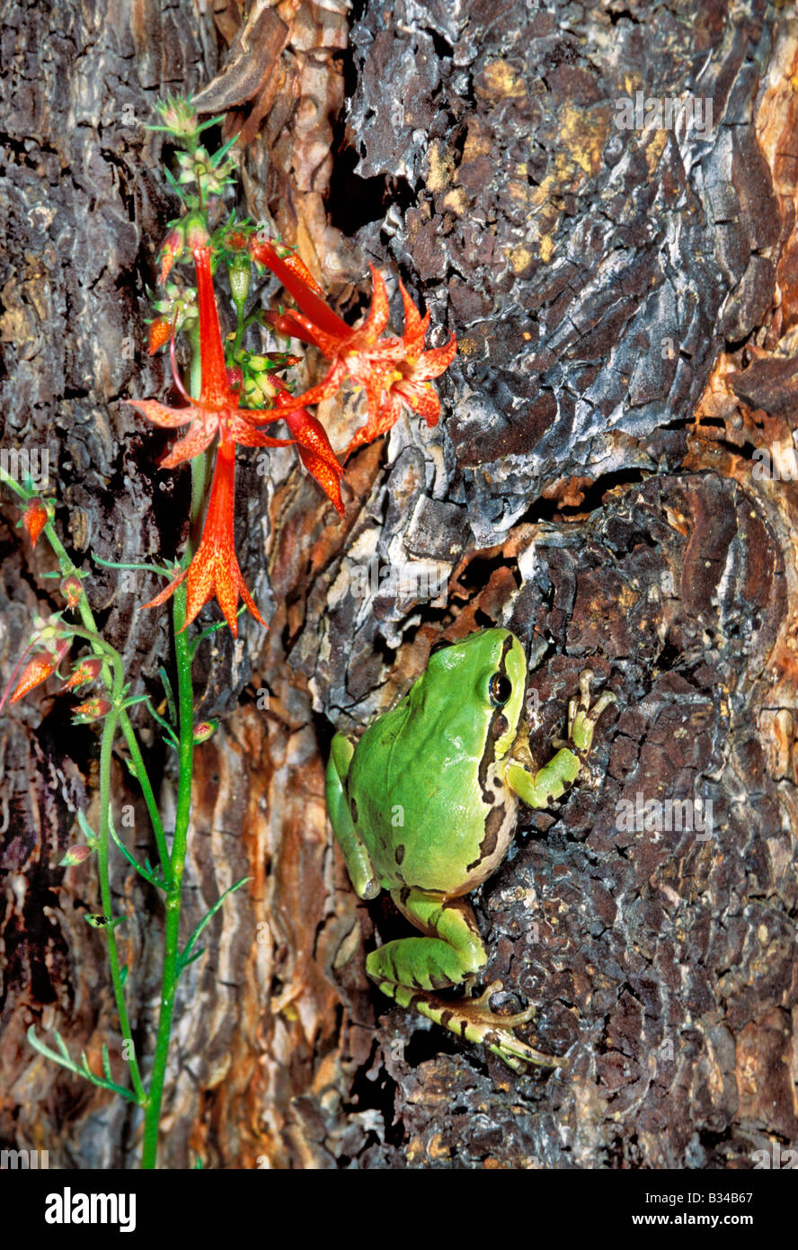 Mountain Tree Frog Hyla eximia Lake Sierra Blanca Greer ARIZONA United States August Adult Male Hylidae Stock Photo