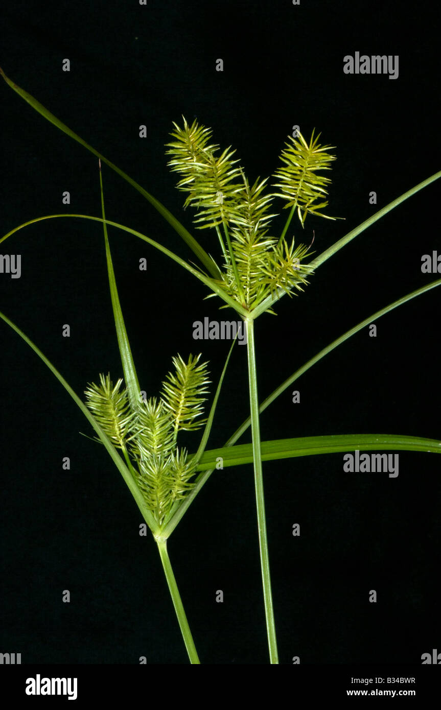 nut sedge Cyperus esculenta yellow nut grass Sedge family Cyperaceae Stock Photo