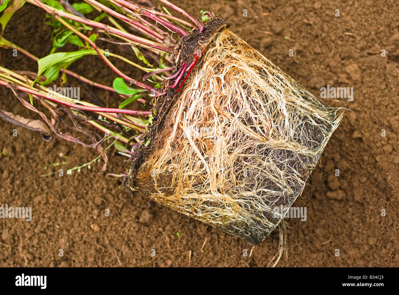 Pot bound perennial showing fibrous root structure shortly before being  planted in garden Stock Photo - Alamy