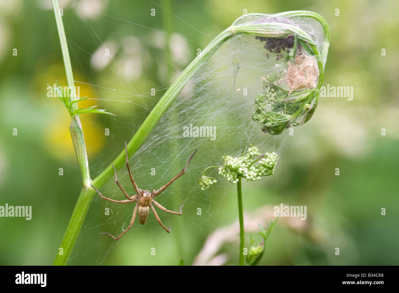 Nursery Web Spider Pisaura mirabillis adult female spider guarding freshly hatched spiderlings in web on an umbellifer plant Stock Photo