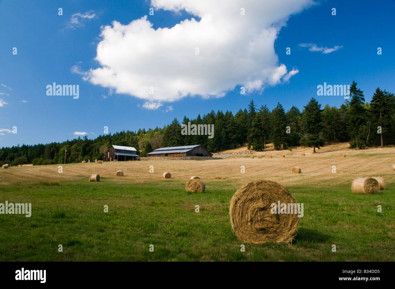 "Pastoral scene Salt Spring Island Canada Stock Photo Alamy