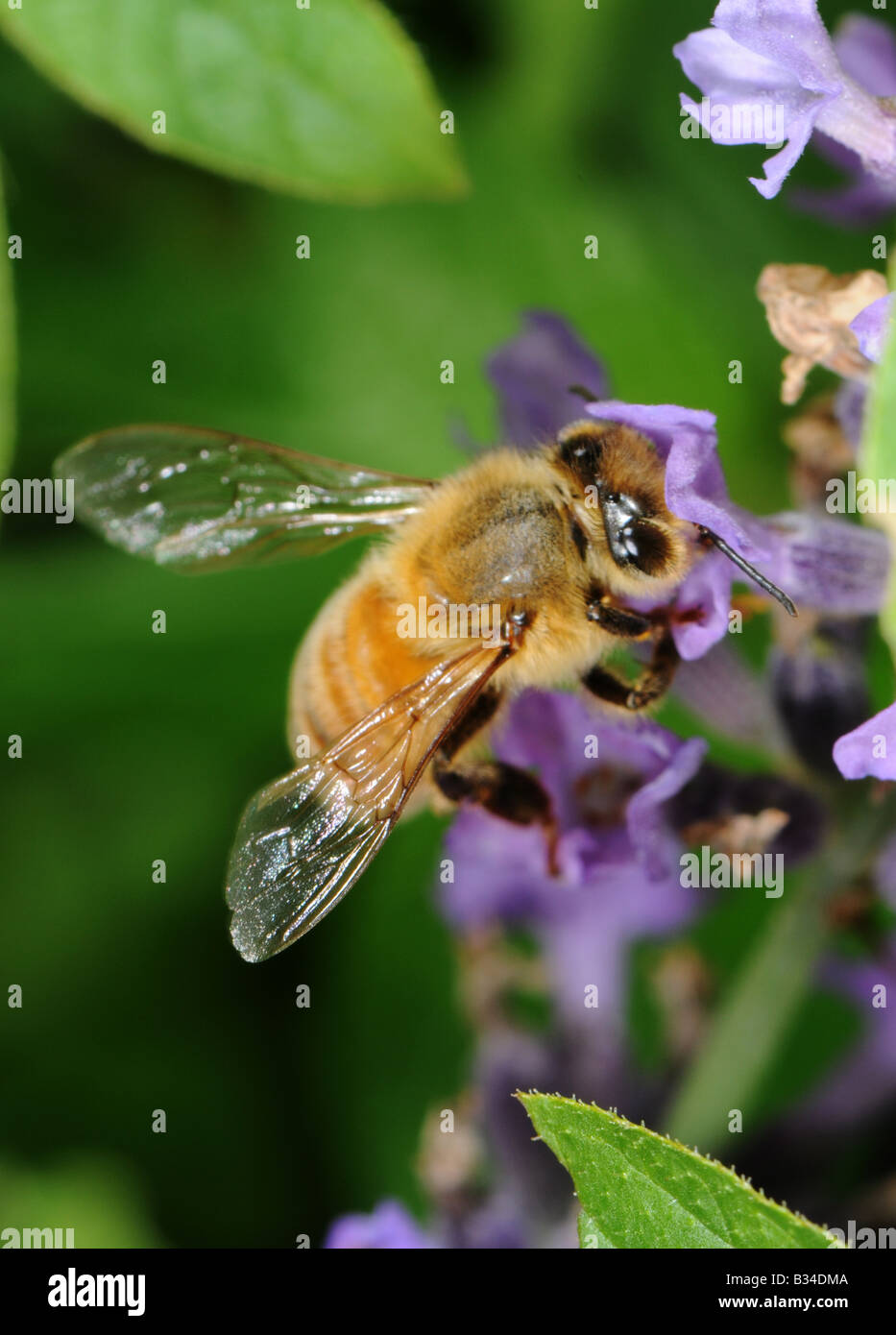 honey bee foraging on lavendar Stock Photo