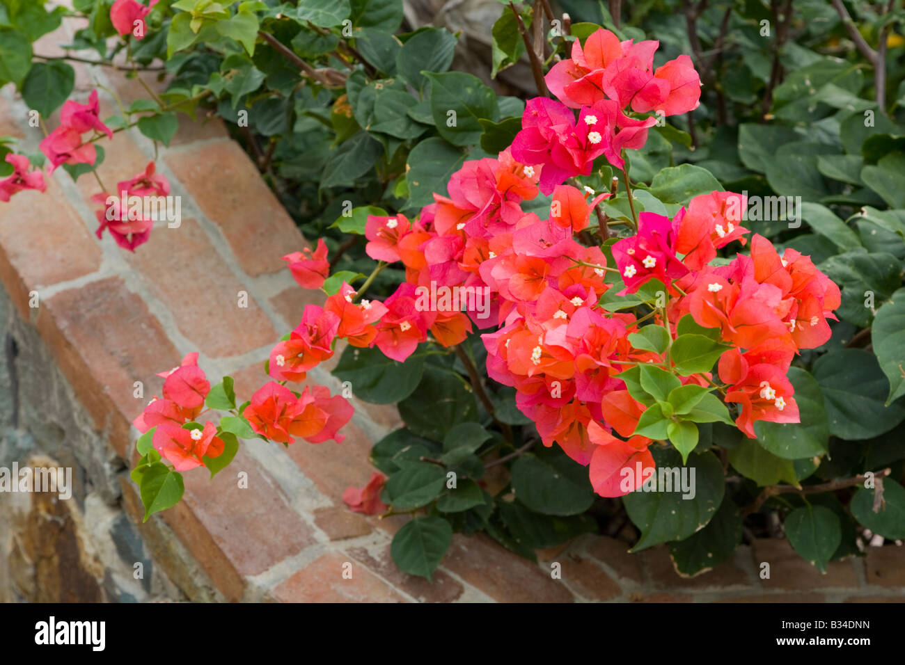 Bougainvillea flowering bush on the caribbean island of St John in the