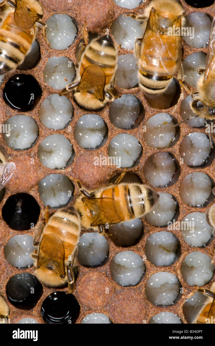 honey bees on honeycomb in a hive Stock Photo