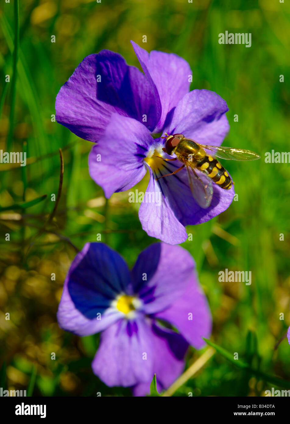 Alpine meadow violet with a hover fly.  Swiss Alps Switzerland Europe Stock Photo