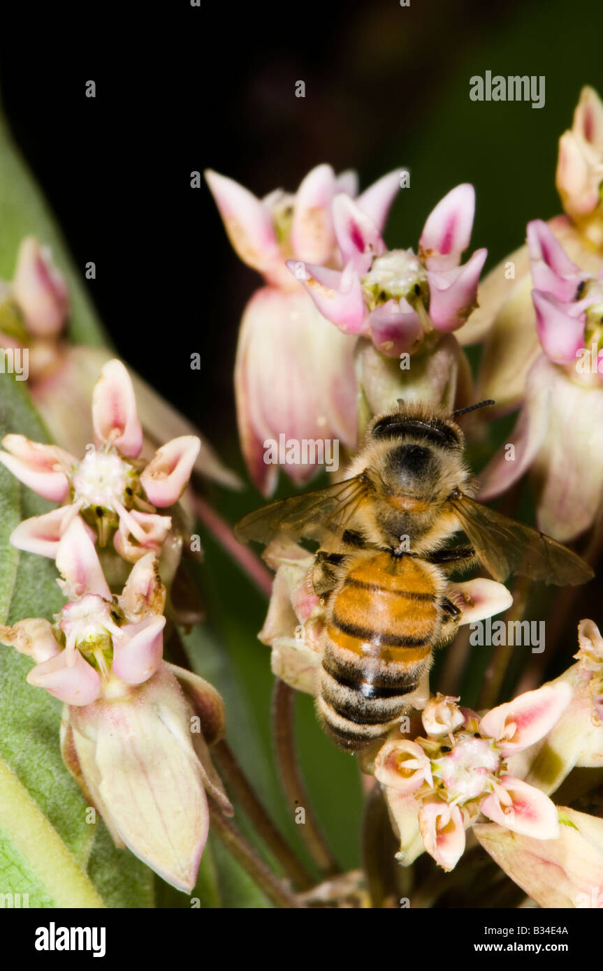 honey bee on milkweed flower Stock Photo