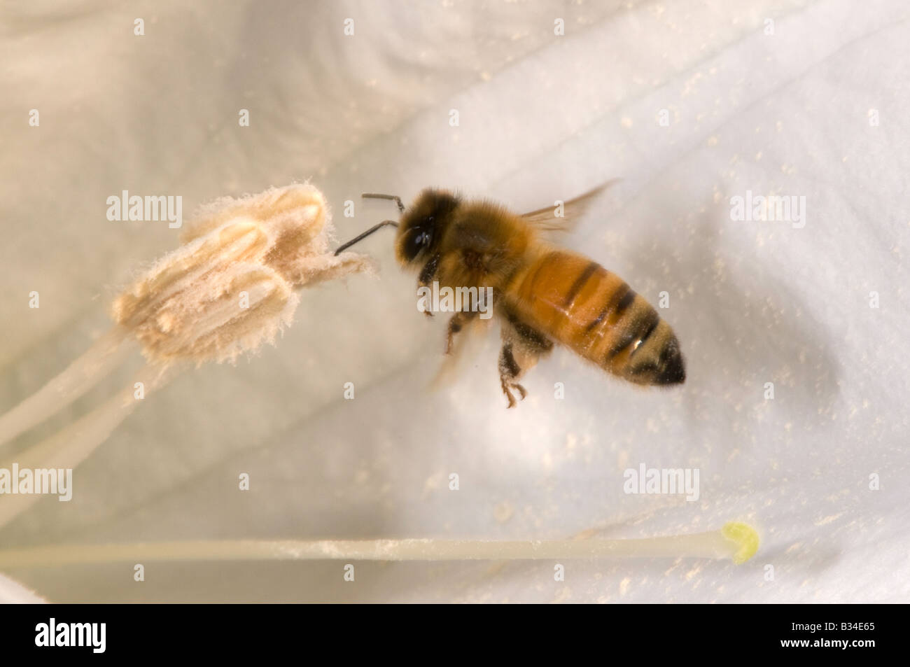 honey bee in flight foraging and collecting pollen in a Datura flower Stock Photo