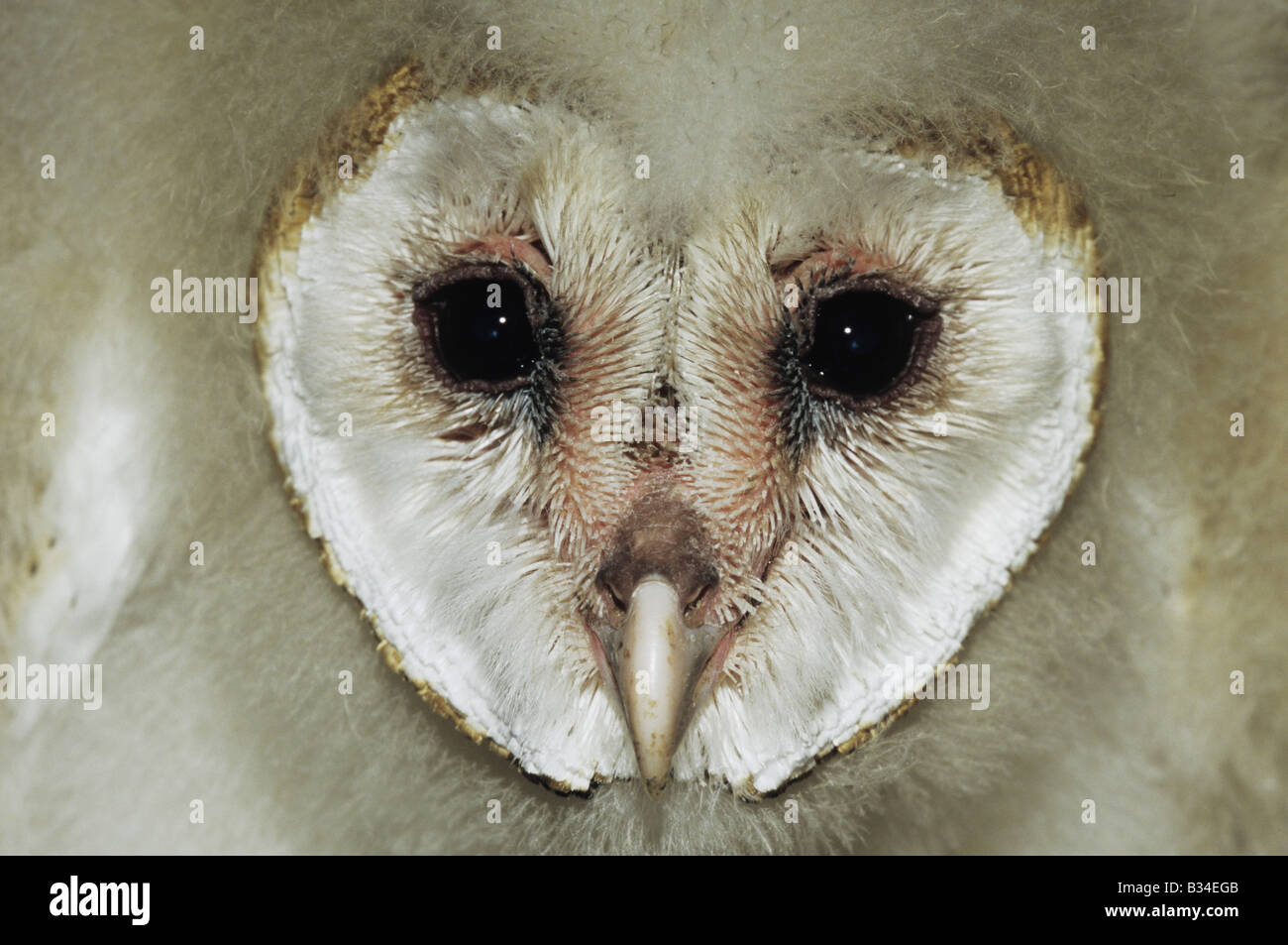 Barn Owl Tyto alba face of young Starr County Rio Grande Valley Texas USA Stock Photo