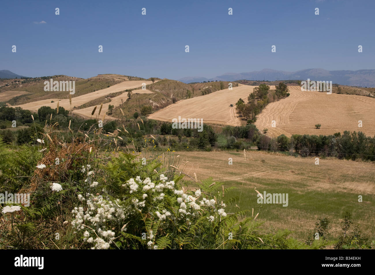 Wild flowers, rolling hills and crops being harvested near the Parco Nazionale del Pollino Stock Photo