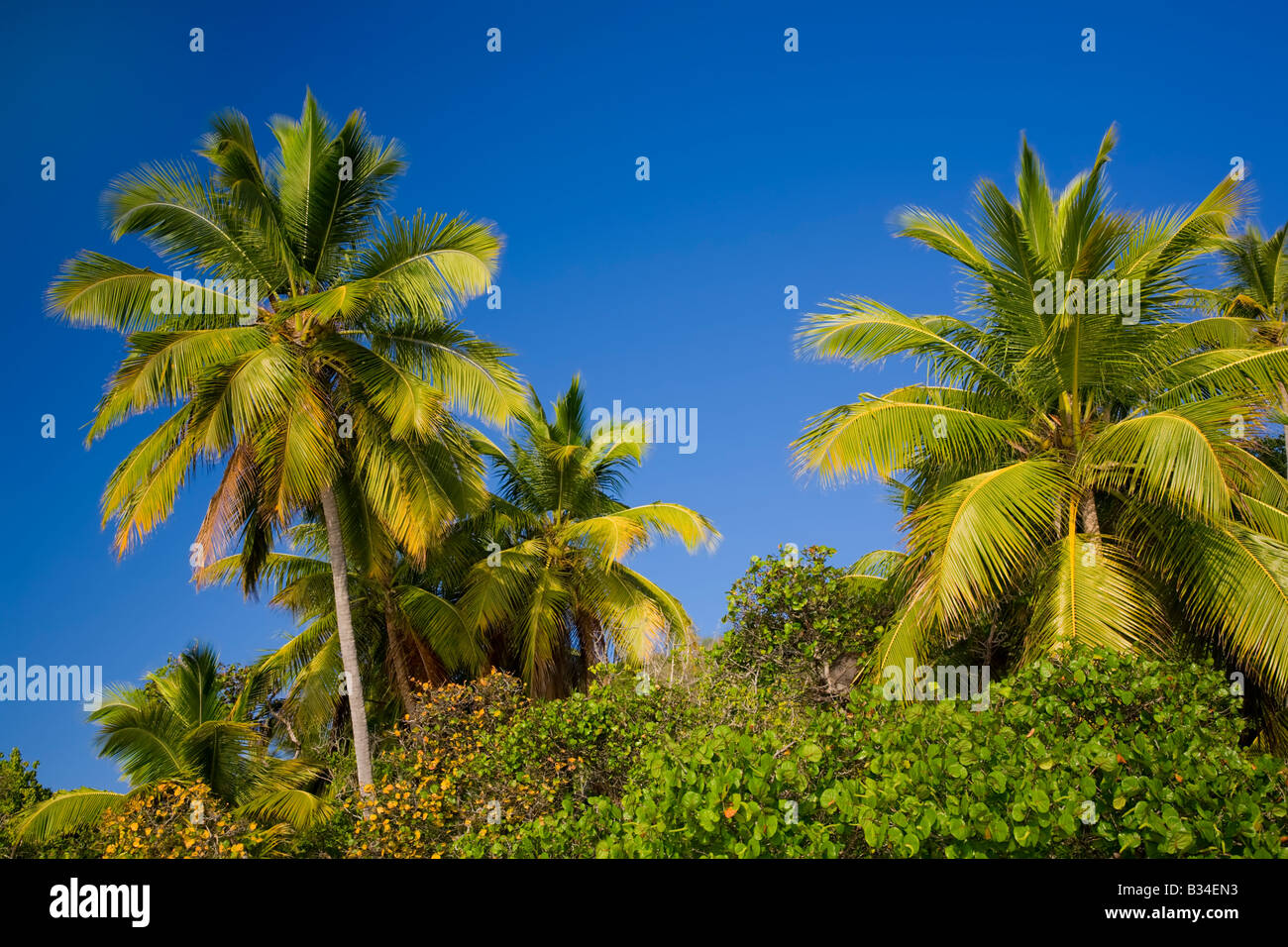Palms trees on the caribbean island of St John in the US Virgin Islands