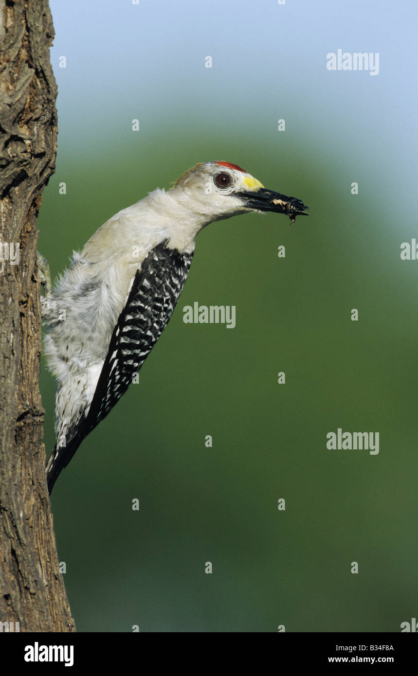 Golden-fronted Woodpecker Melanerpes aurifrons male with insect prey Sinton Coastel Bend Texas USA Stock Photo