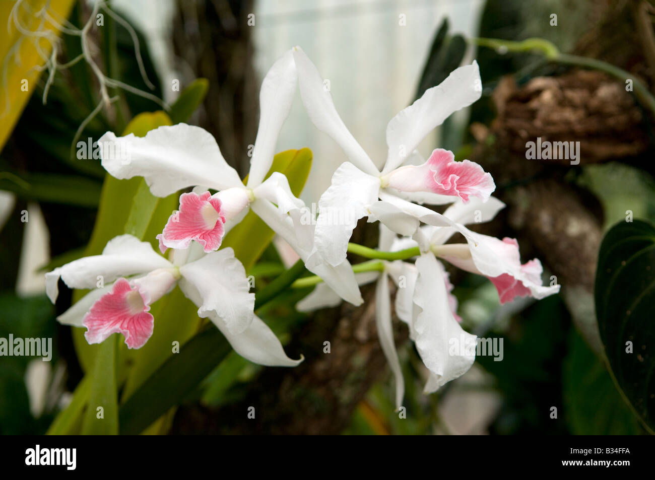 Laelia Purpurata Var Camea Orchid Stock Photo