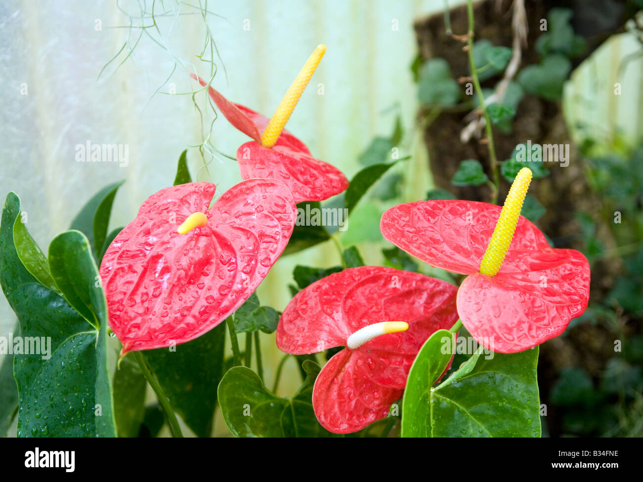 pesticide for house plant Damn Bug! Indoor Plant Pest Spray