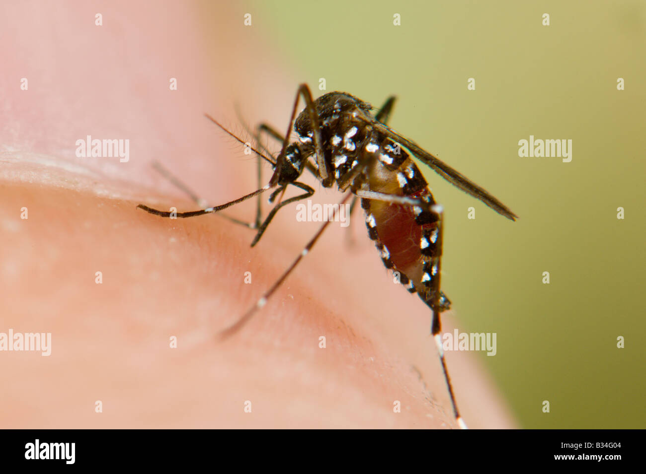 Комары к чему снятся в большом количестве. Комаров Aedes albopictus. Тигровый комар Aedes albopictus. Комары Аэдес. Aedes aegypti укус.