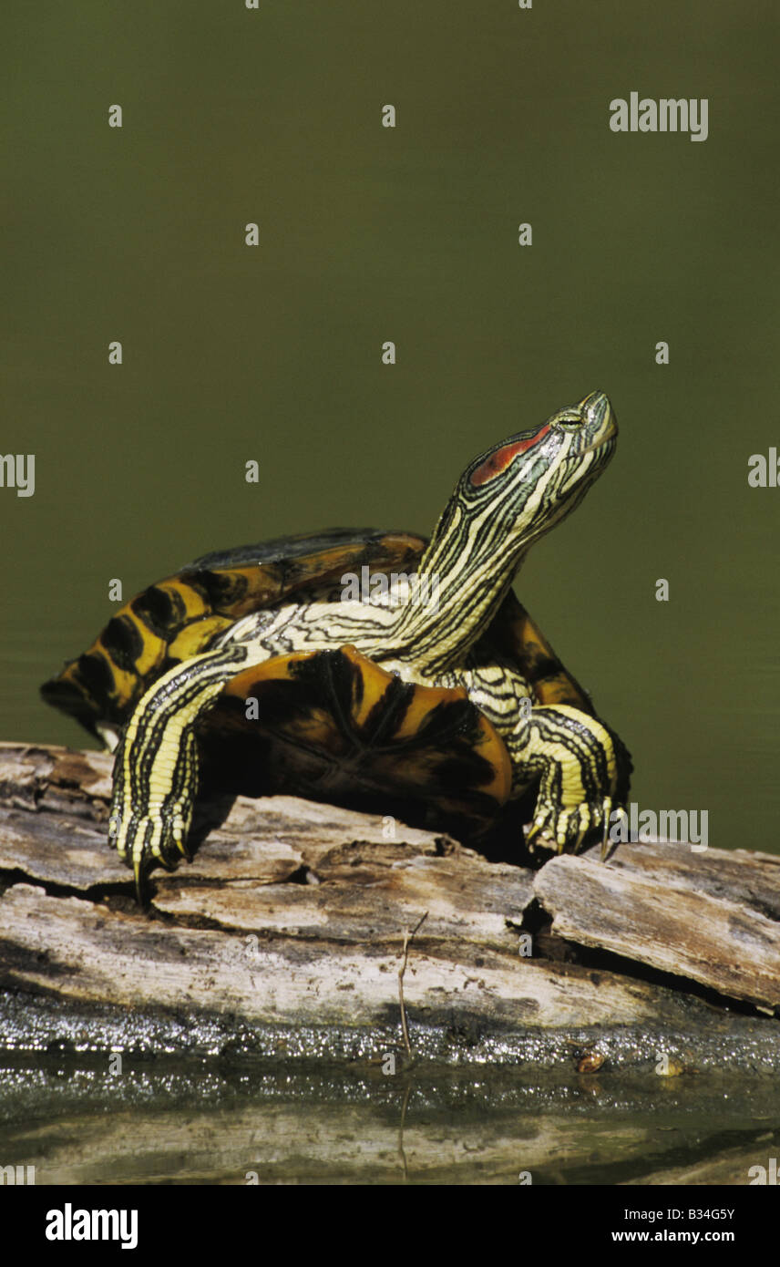 Red-eared Slider Trachemys scripta elegans adult sunning on log Starr County Rio Grande Valley Texas USA Stock Photo