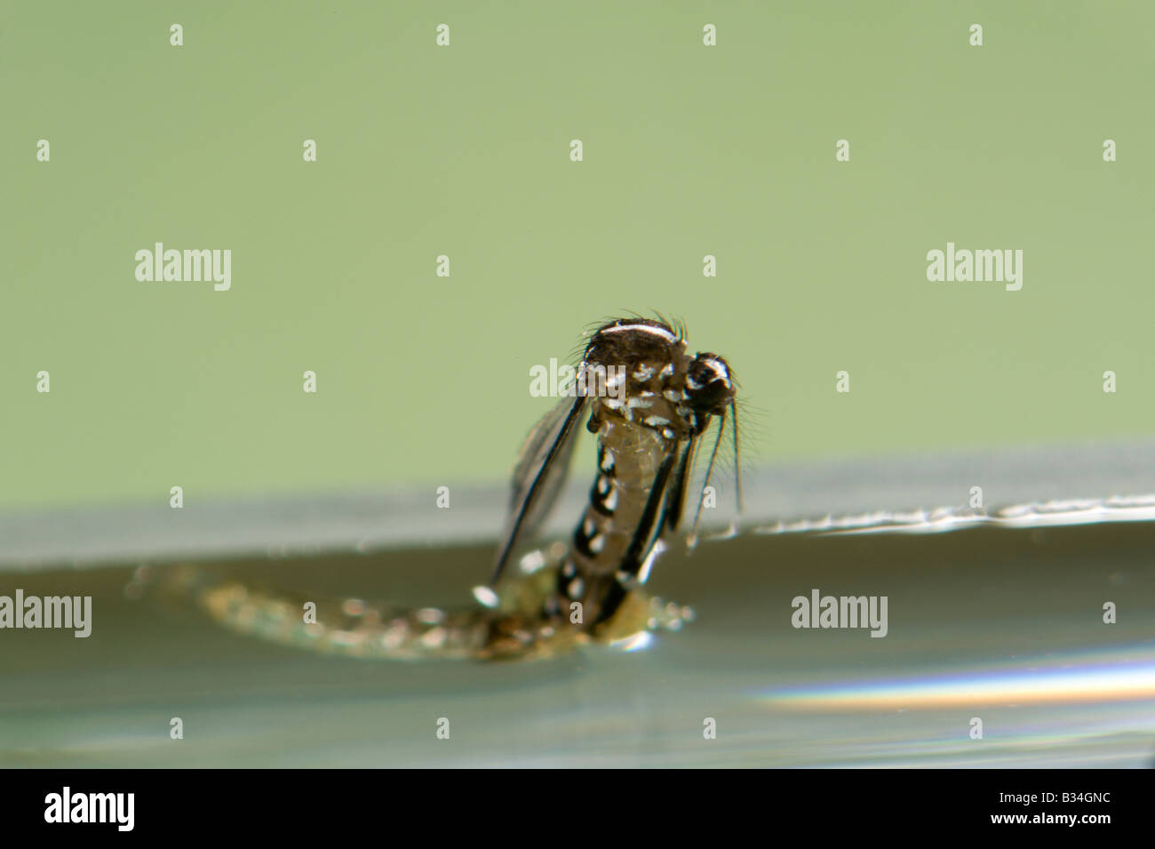 Female adult of Aedes albopictus the Asian Tiger Mosquito emerging from ...