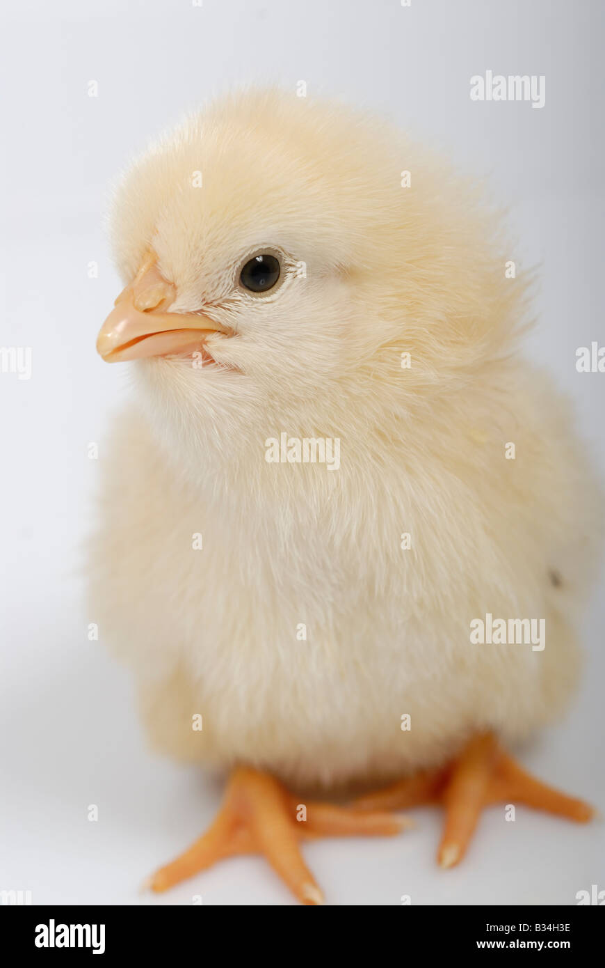 Stock photo of a single cute newborn baby chick The image was shot