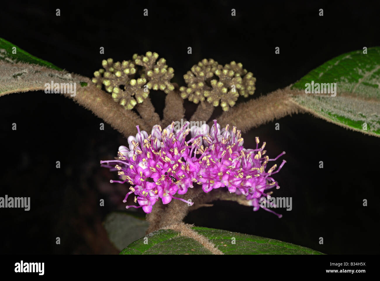 Part of the inflorescence of Callicarpa tomentosa. Teak family (Verbenaceae) , Western Ghats Stock Photo