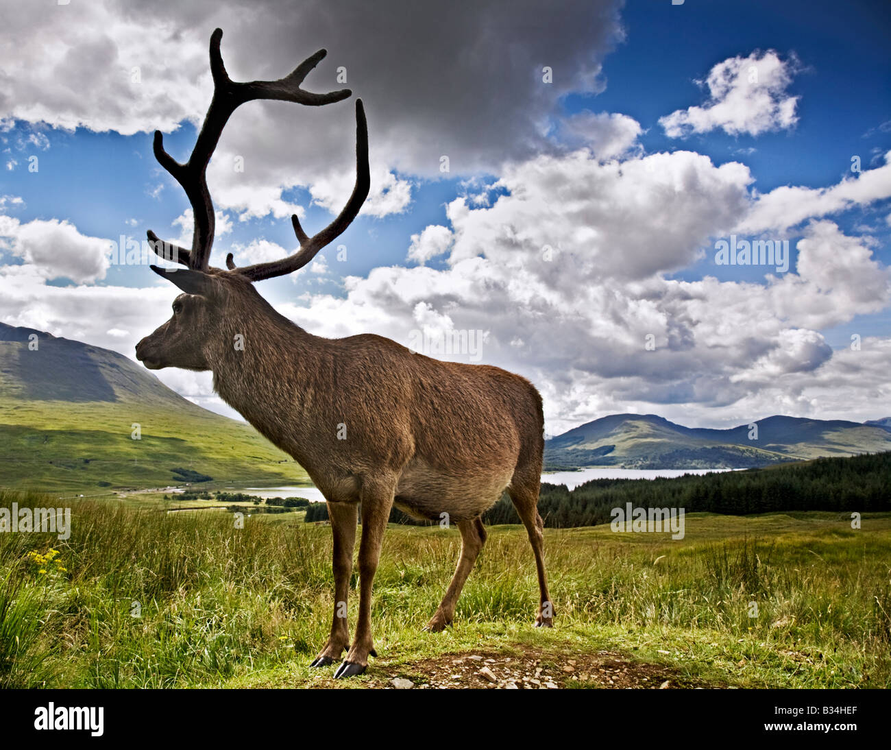 A red deer stag Cervus Elaphus on the hills above Loch Tulla, Scottish Highlands, Lochaber, Scotland. Stock Photo
