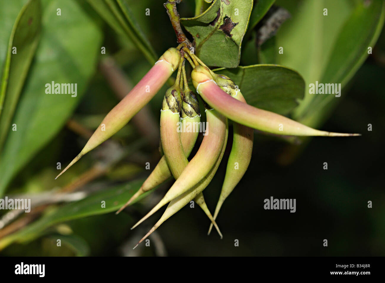 River Mangrove (Aegiceras corniculatum) Family: Myrsinaceae Majali, Karwar, Karnataka. Stock Photo